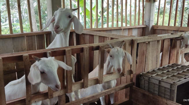 Kambing