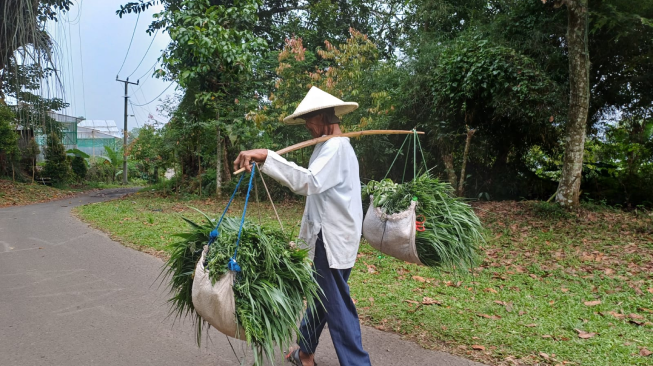 PETANI