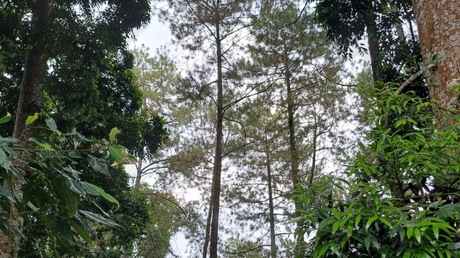 TANI HUTAN